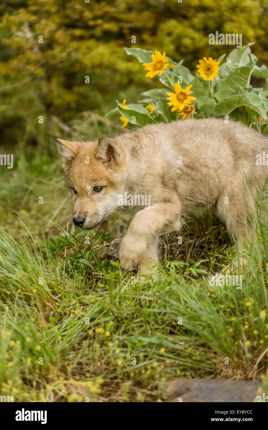 baby wolf animal