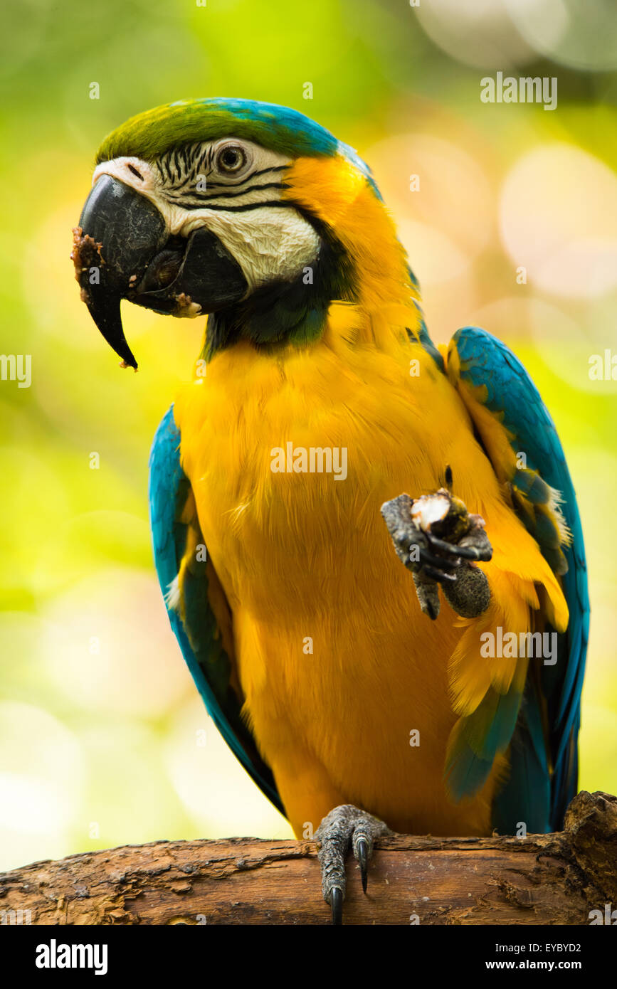 A Blue-and-yellow Macaw eating. Photo taken in Costa Rica Stock Photo