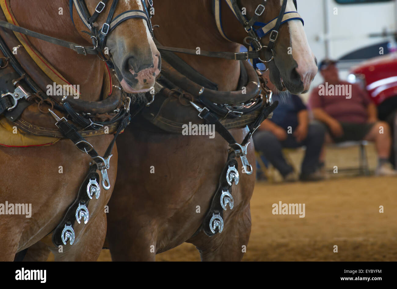 Heavyweight Draft Horse Team during competition at the Delaware State ...