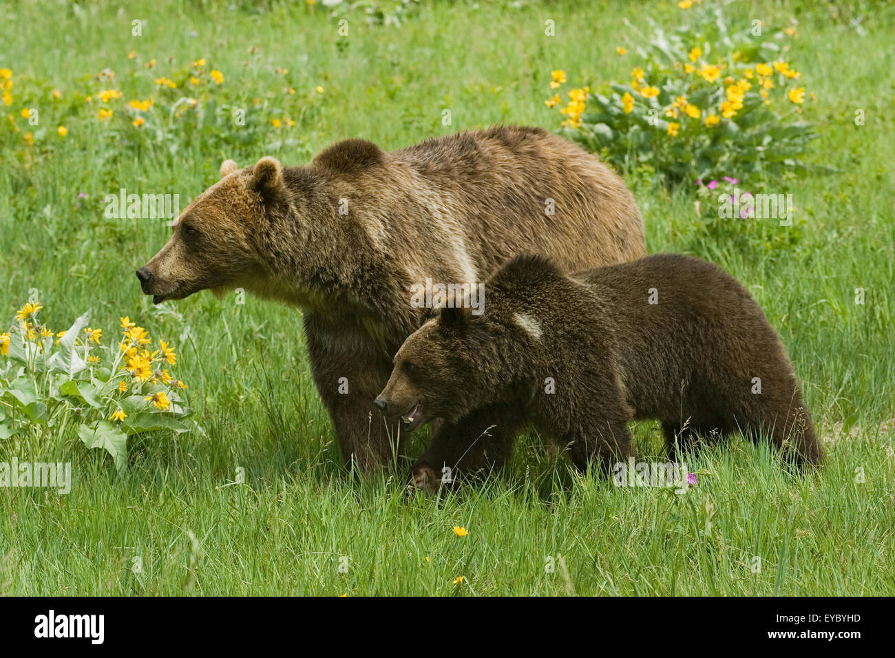 Adult and young Grizzly Bears walking in meadow near Bozeman, Montana, USA.  These are captive animals. Stock Photo