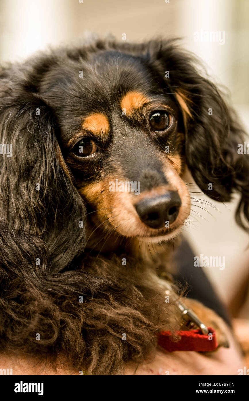 Long haired dachshund hires stock photography and images Alamy