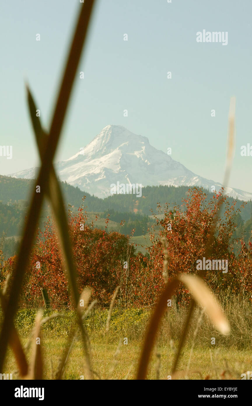Mount Hood as seen through cattails in the vicinity of Aubert Fruit Company on the Fruit Loop near Hood River, Oregon, USA. Stock Photo
