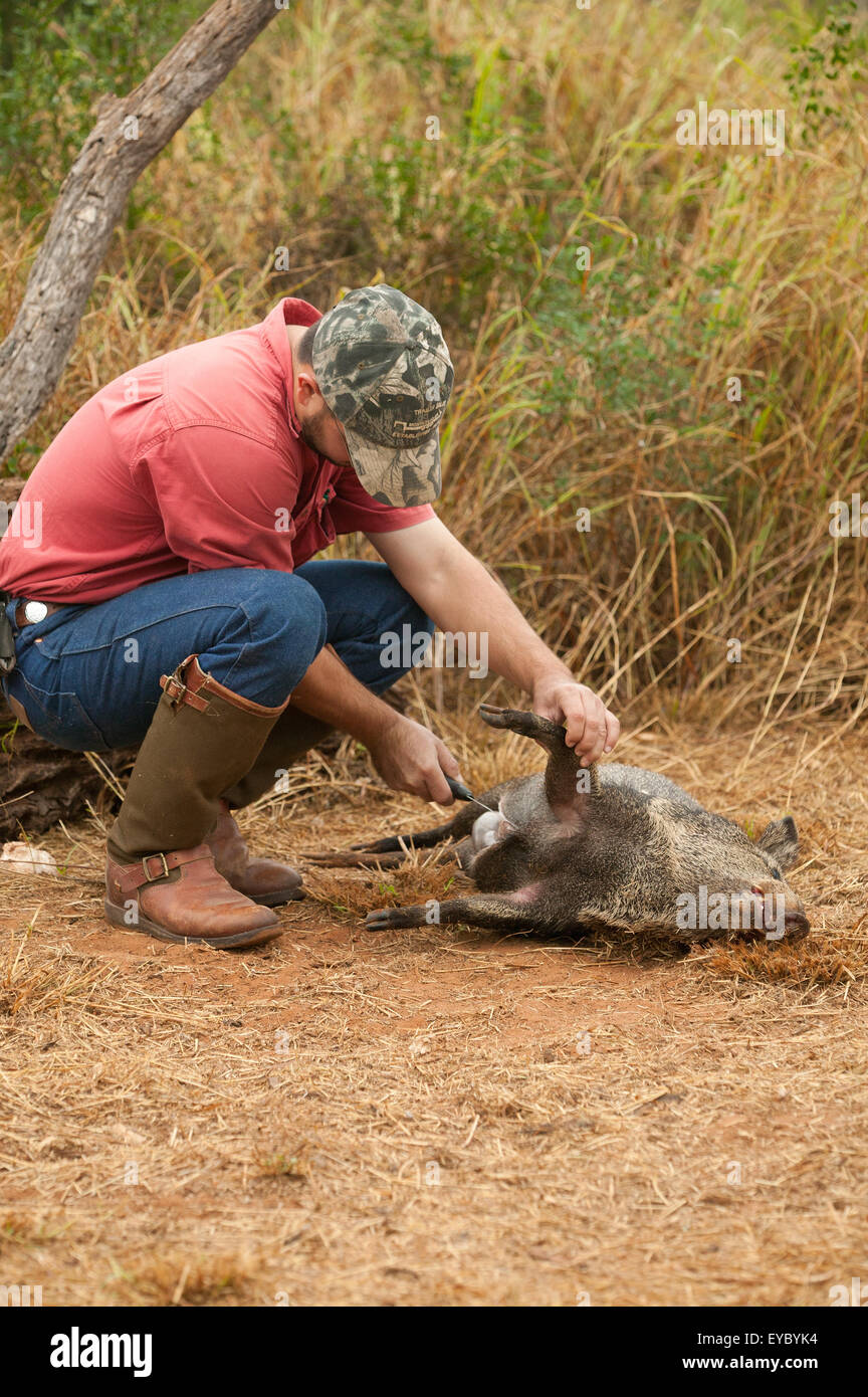 Dead Javelina being cut open to use as bait for various raptors at a ranch near Linn, Texas, USA Stock Photo