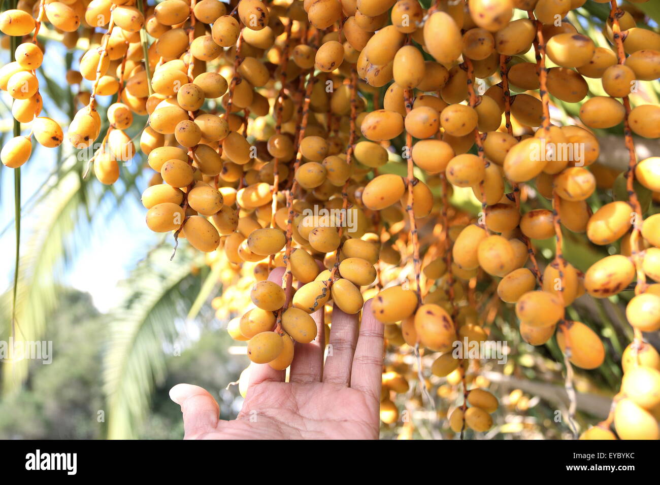 Left hand touching Butia capitata or also known as Pindo palm fruits on tree Stock Photo