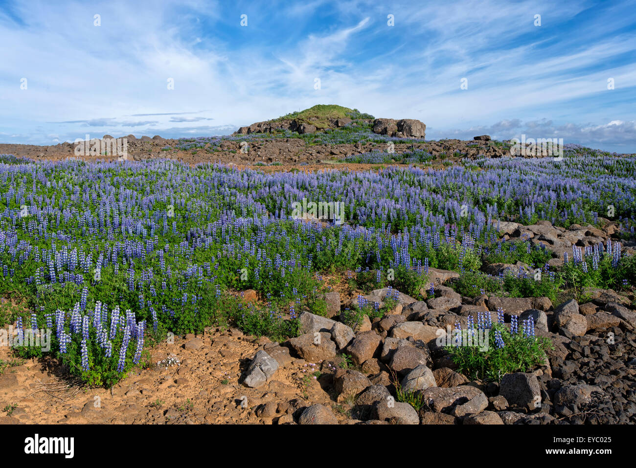 Nootka Lupine Flowers Field near Reykjavik, Iceland Stock Photo Alamy