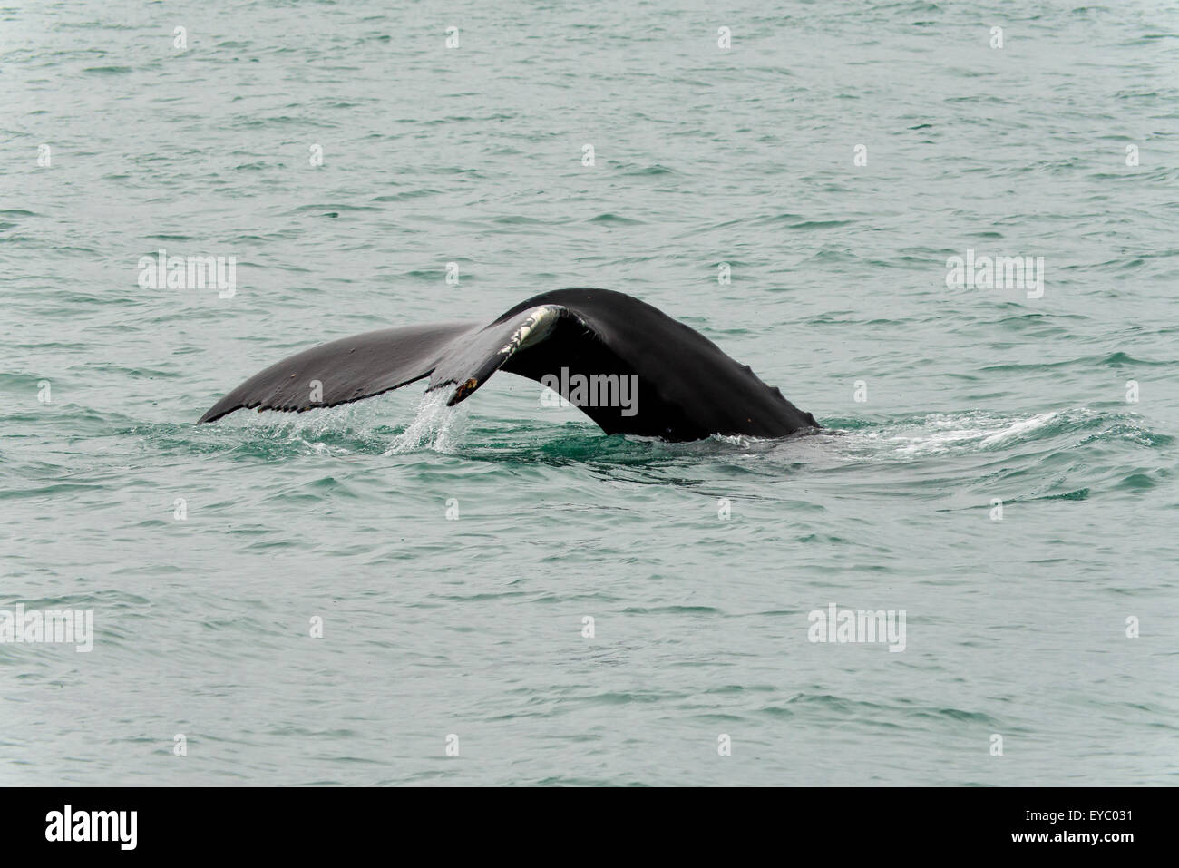 Humpback Whale near Husavik, Iceland Stock Photo - Alamy