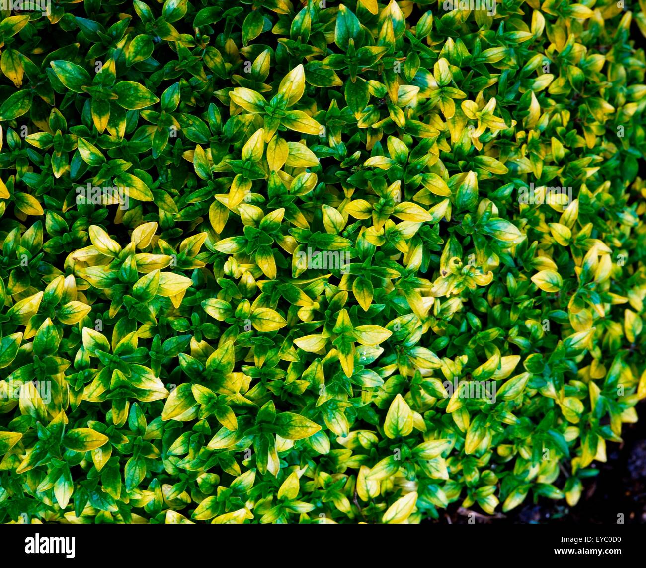 Gold Tipped Marjoram Stock Photo