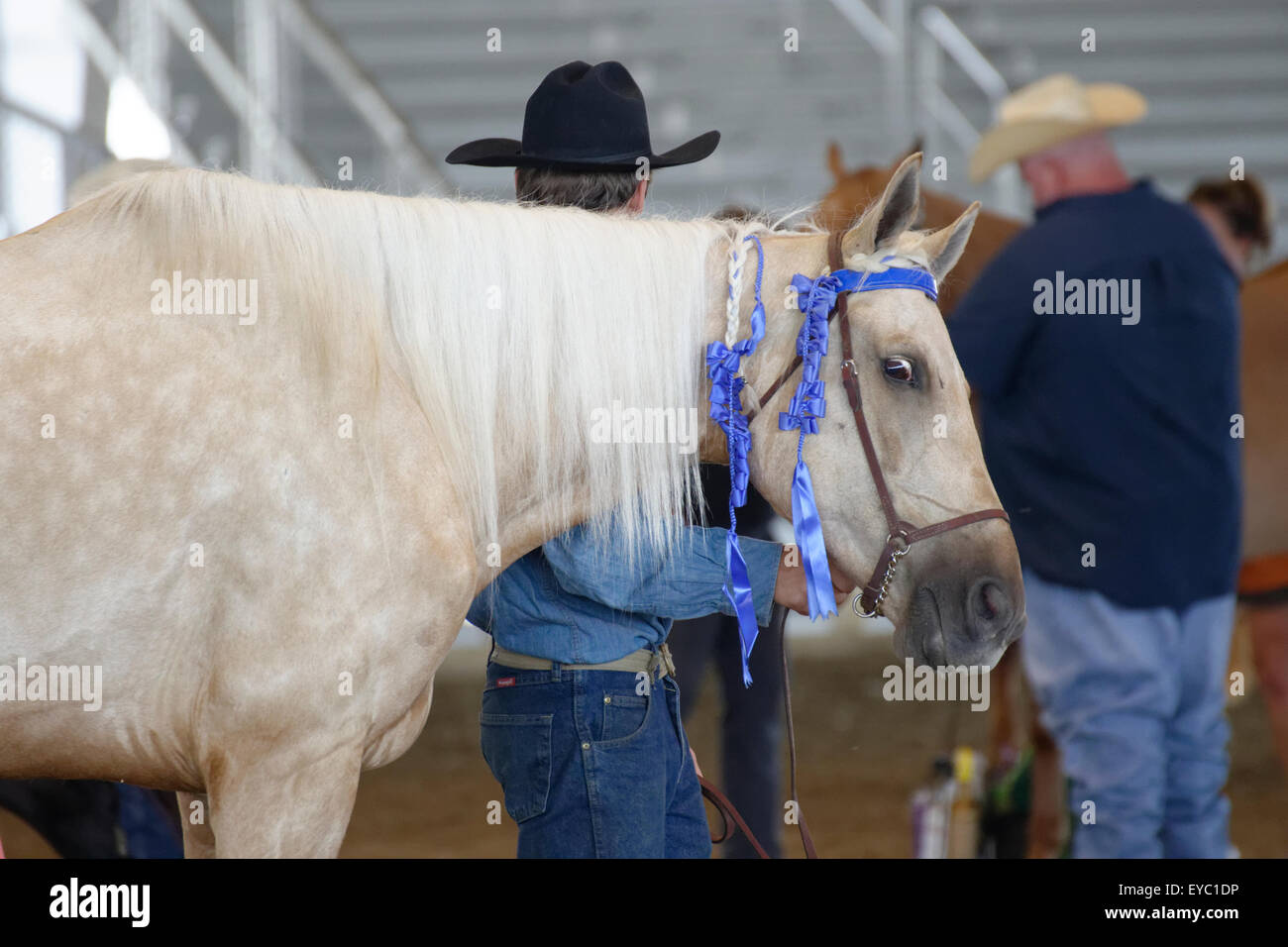 Halter horse ready for competition at Delaware State Fair Stock Photo