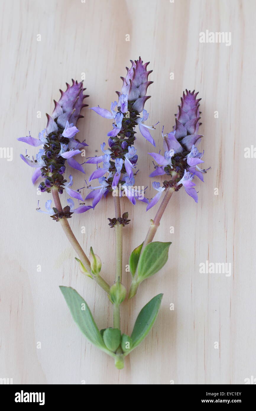 Dogbane Plectranthus caninus, Colues canina flowers on wooden board Stock Photo