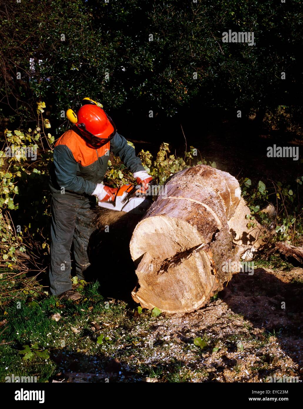 Arborist; Man Sawing A Tree Stock Photo - Alamy