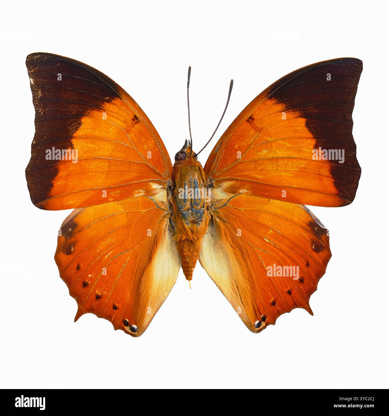 Orange butterfly, Common Tawny Rajah (Charaxes bemardus), isolated on white background Stock Photo