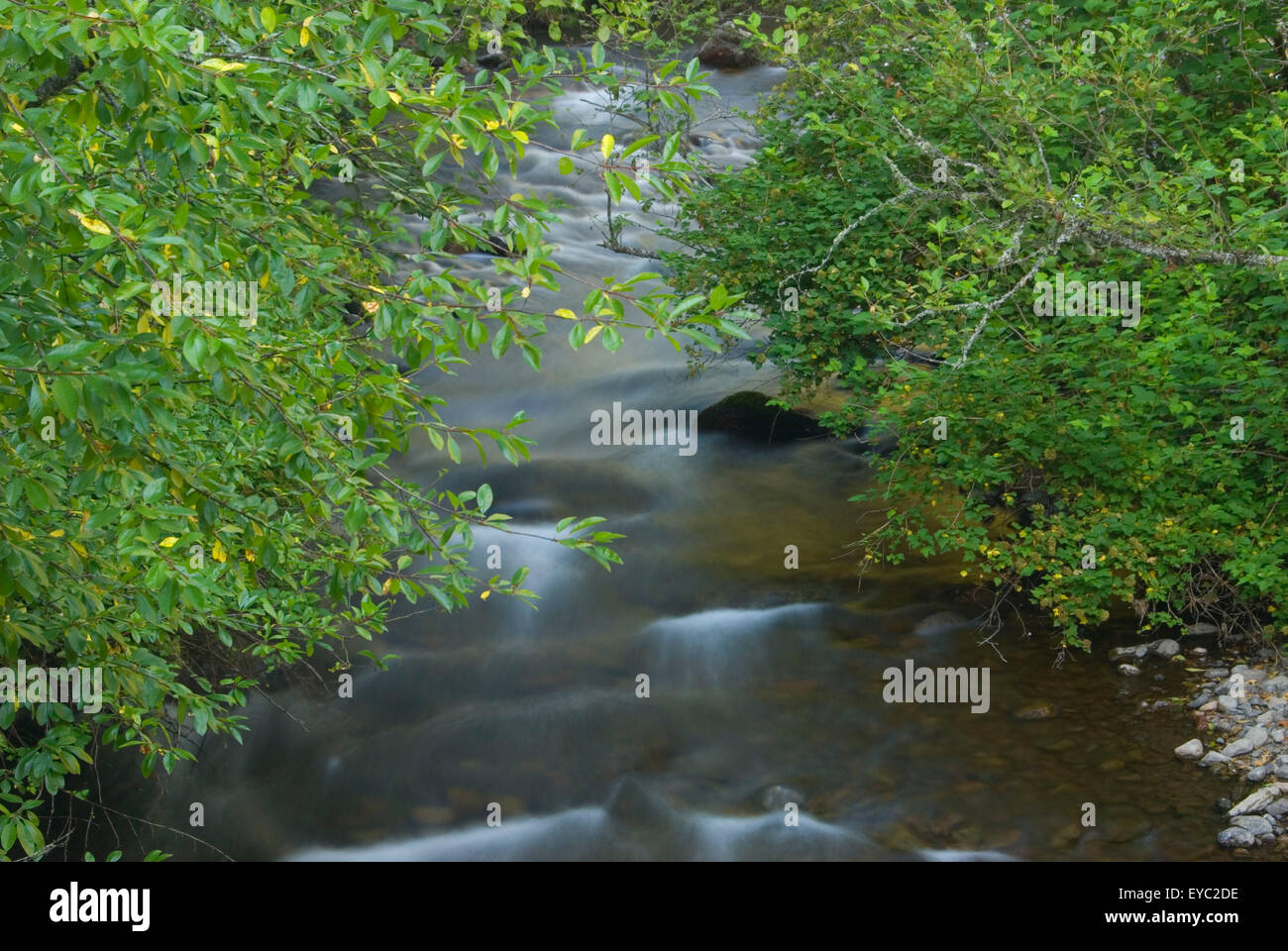 North Fork Umatilla River, North Fork Umatilla Wilderness, Umatilla