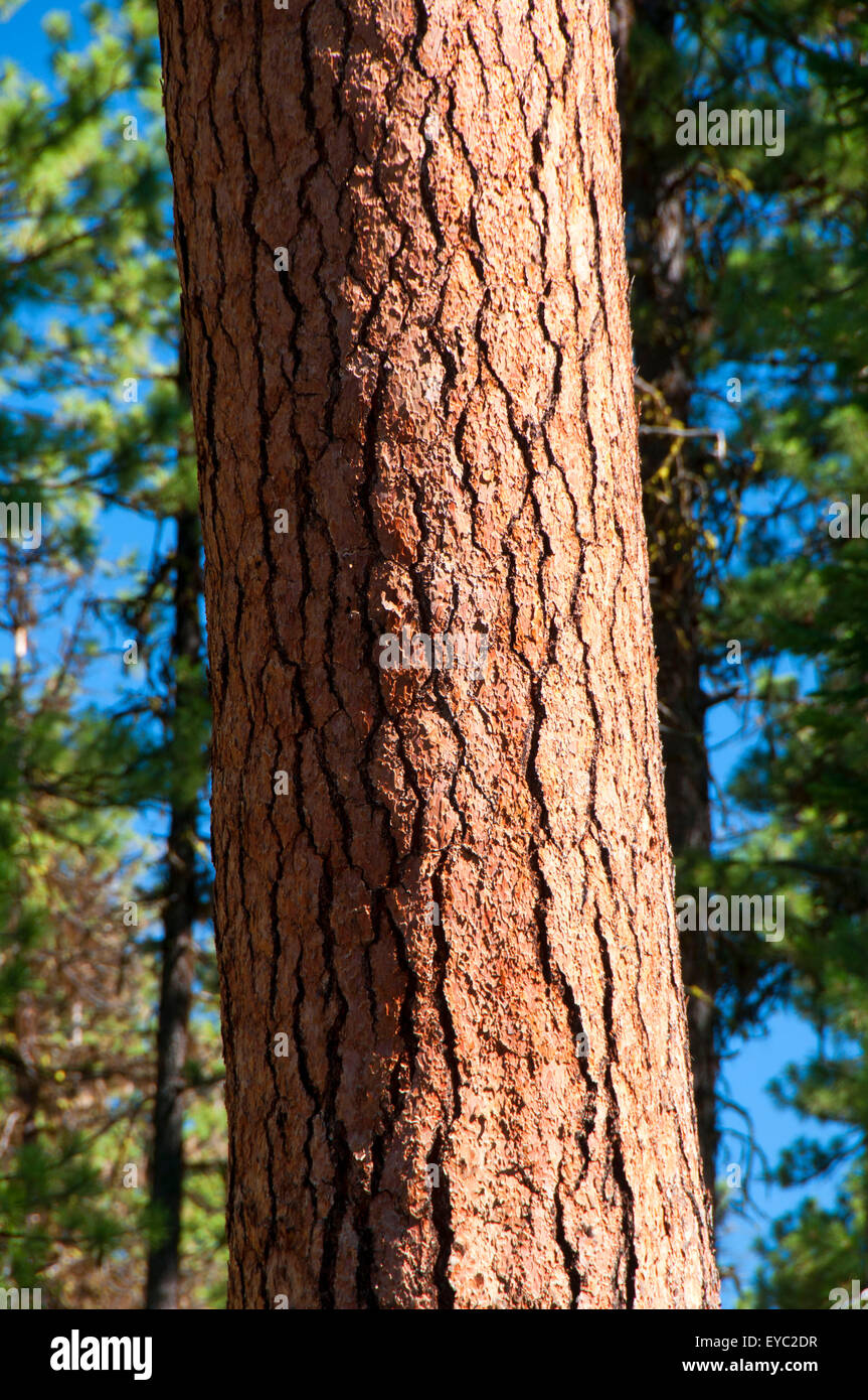 Ponderosa pine (Pinus ponderosa), Umatilla National Forest, Oregon