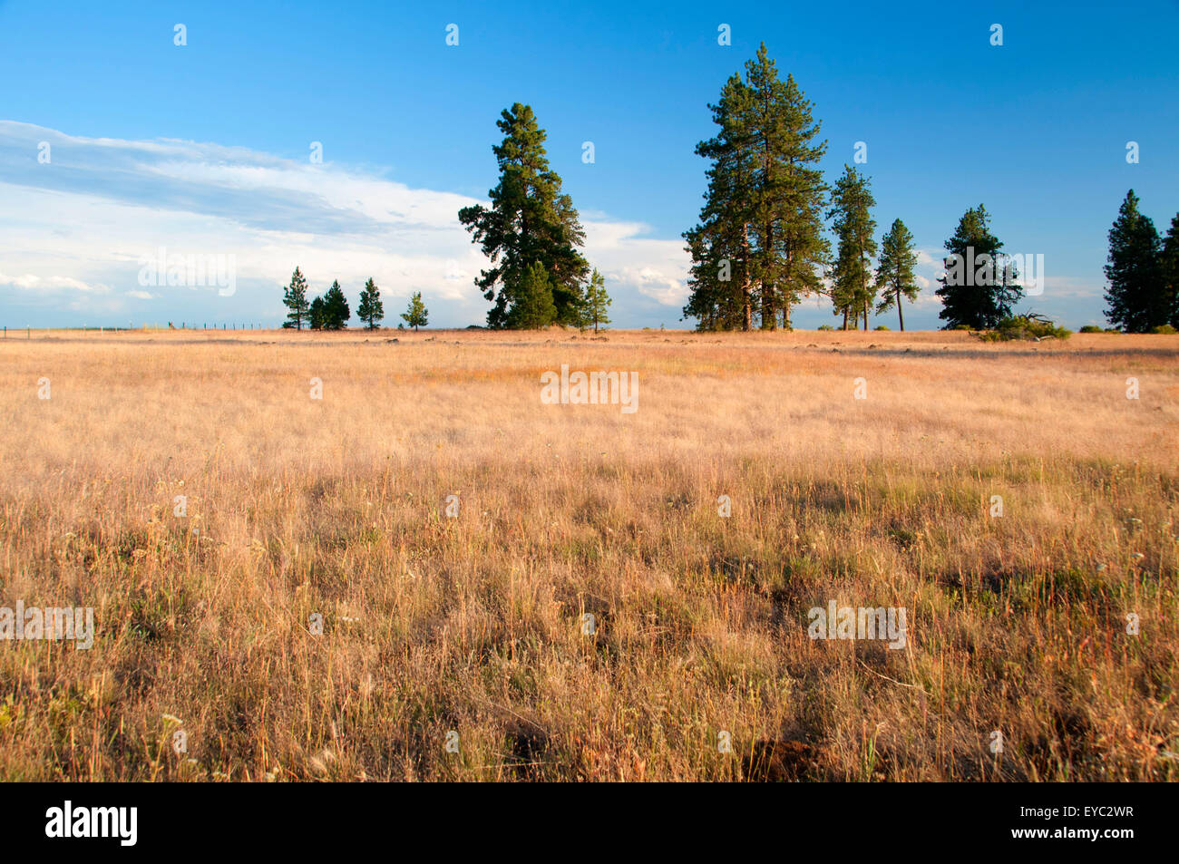 Pine grassland, Blue Mountain National Scenic Byway, Bridge Creek Wildlife Area, Oregon Stock