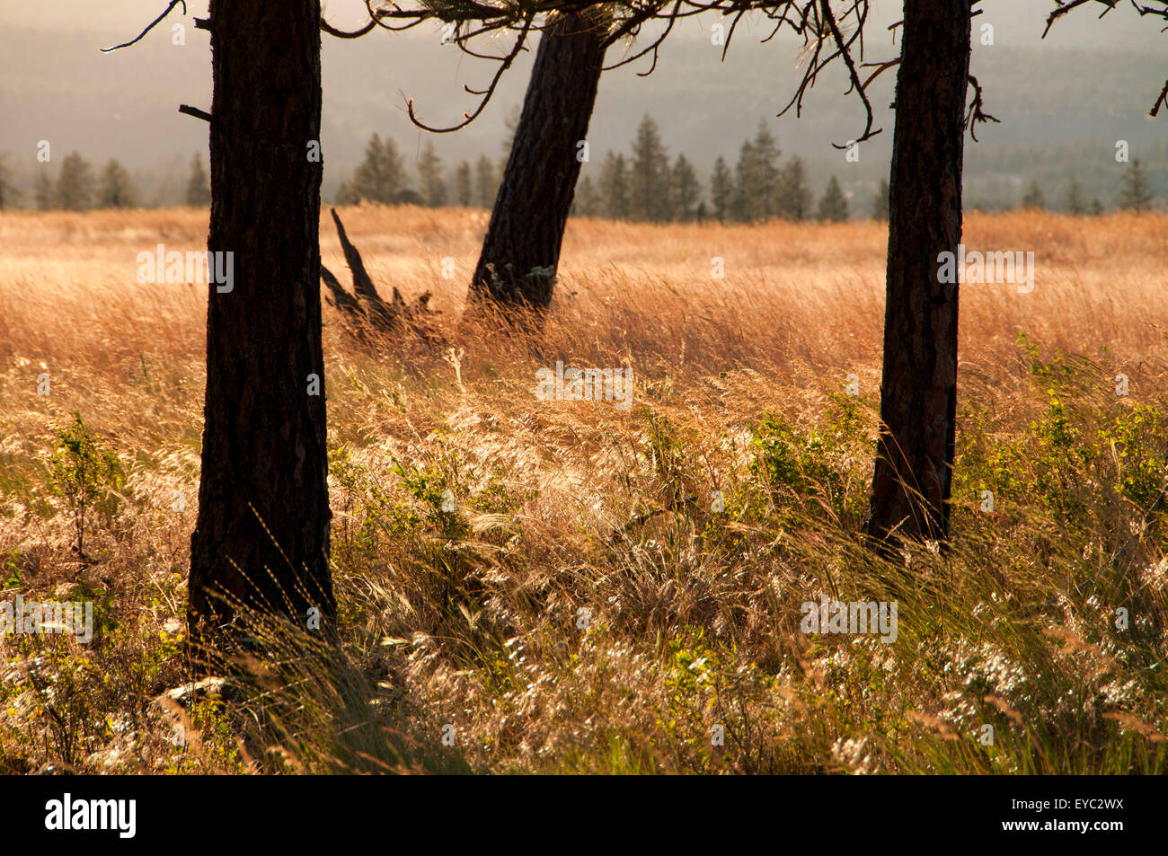 Pine grassland, Blue Mountain National Scenic Byway, Bridge Creek Wildlife Area, Oregon Stock