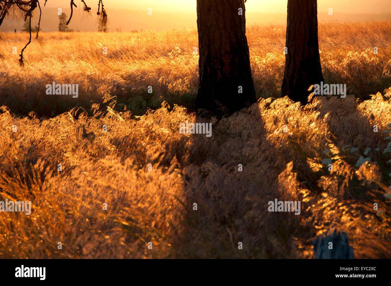 Grassland, Blue Mountain National Scenic Byway, Bridge Creek Wildlife Area, Oregon Stock Photo
