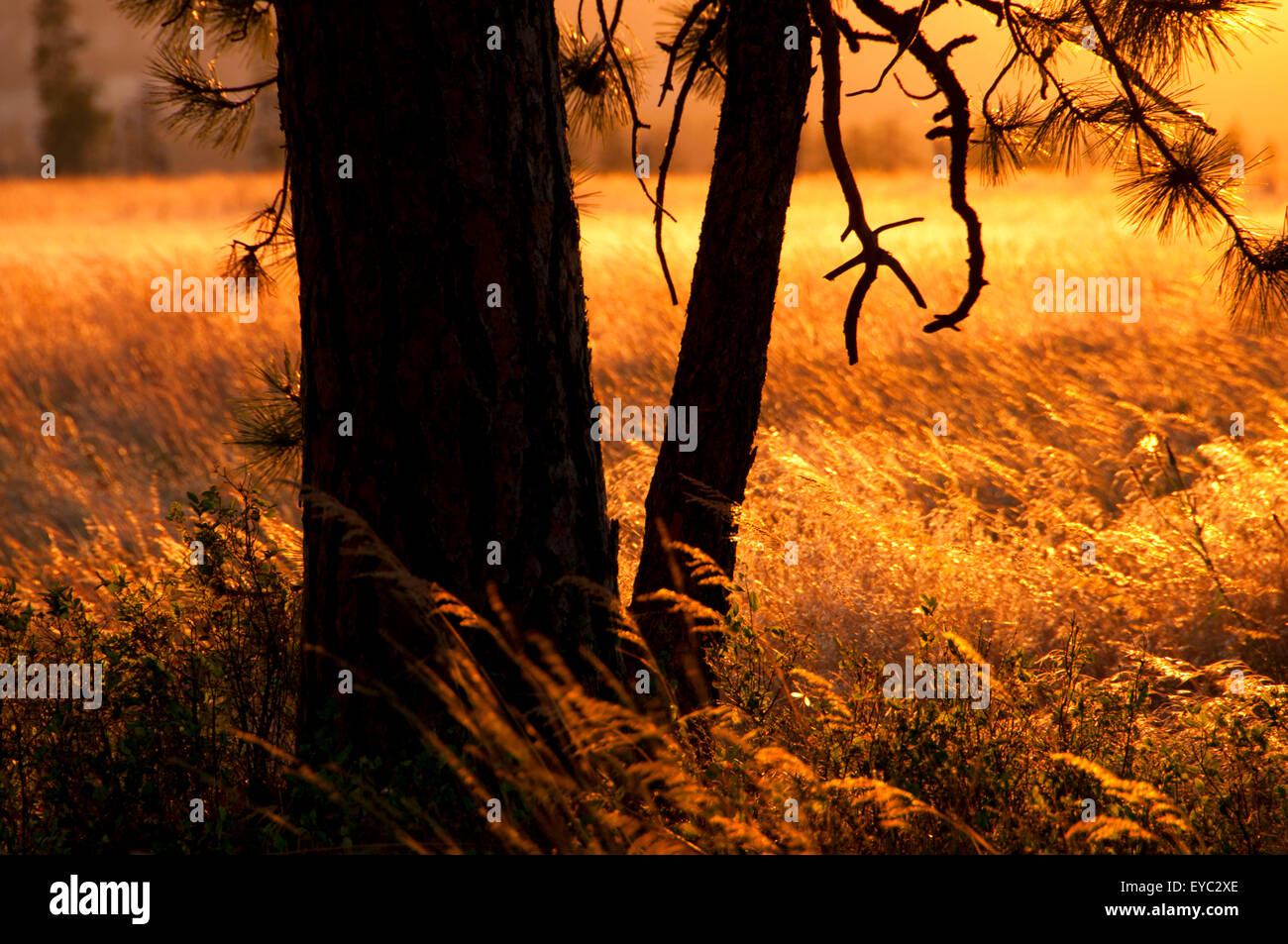 Grassland, Blue Mountain National Scenic Byway, Bridge Creek Wildlife Area, Oregon Stock Photo