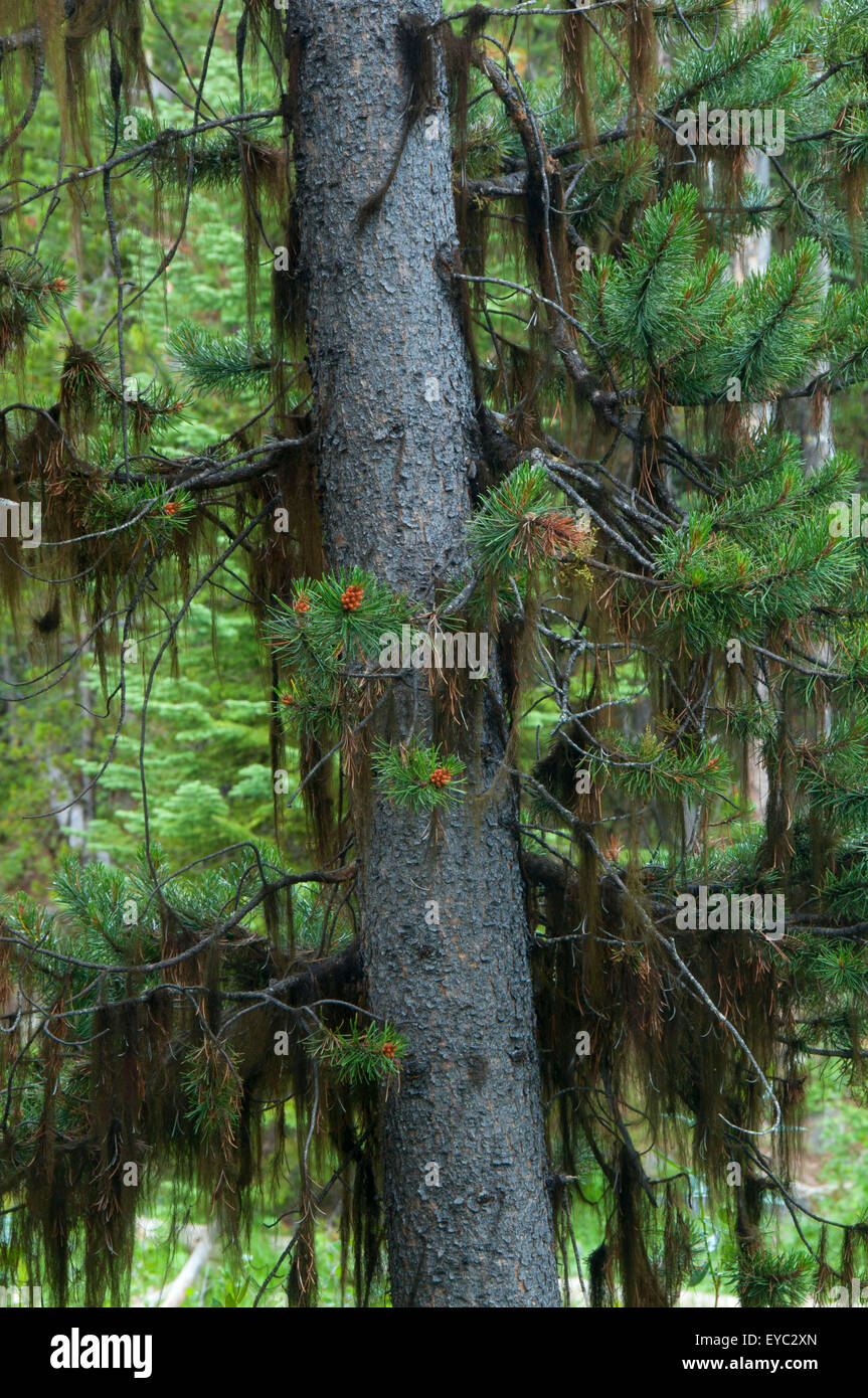 Lodgepole pine tree hires stock photography and images Alamy