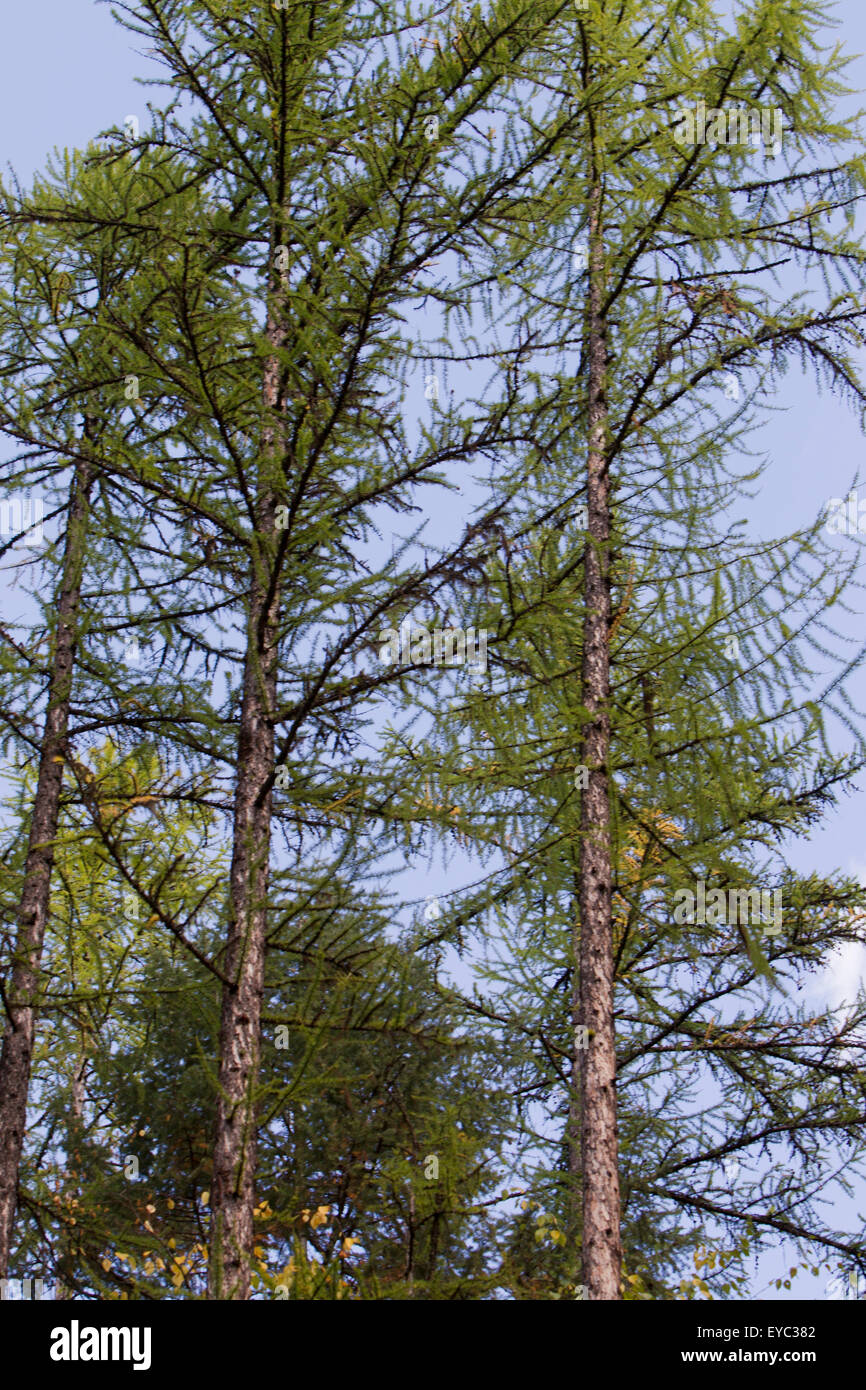 Larch Trees, Whitefish State Park, Montana Stock Photo Alamy