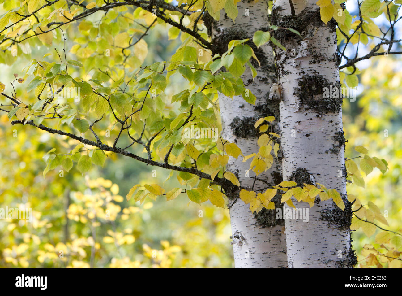 Aspen Trees, Whitefish State Park, Montana Stock Photo Alamy