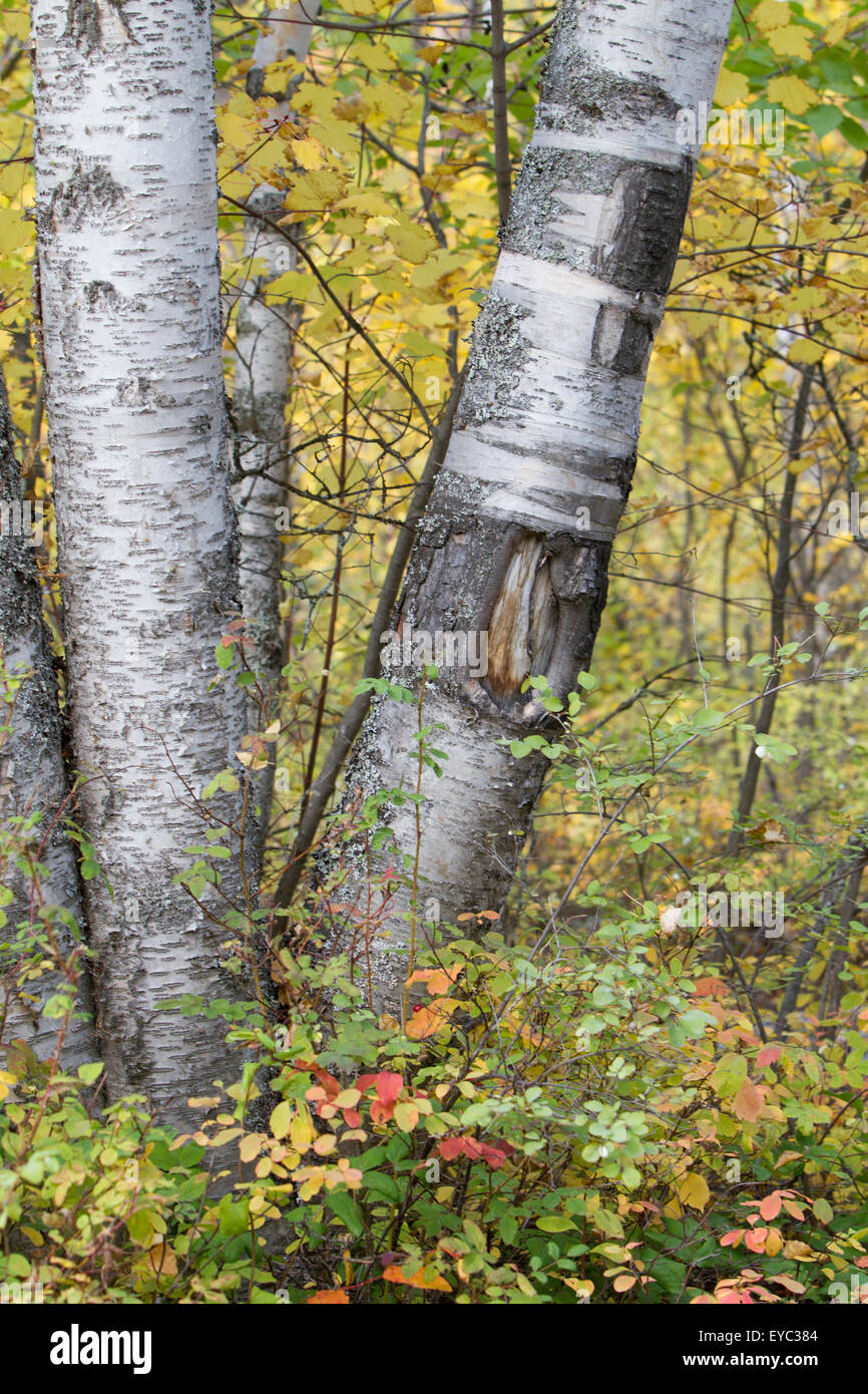 Aspen Trees, Whitefish State Park, Montana Stock Photo Alamy