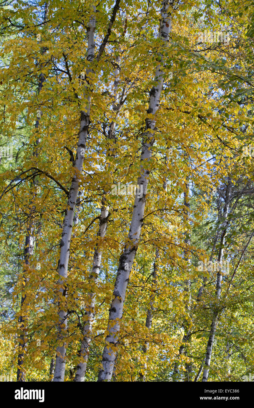 Aspen Trees, Whitefish State Park, Montana Stock Photo Alamy