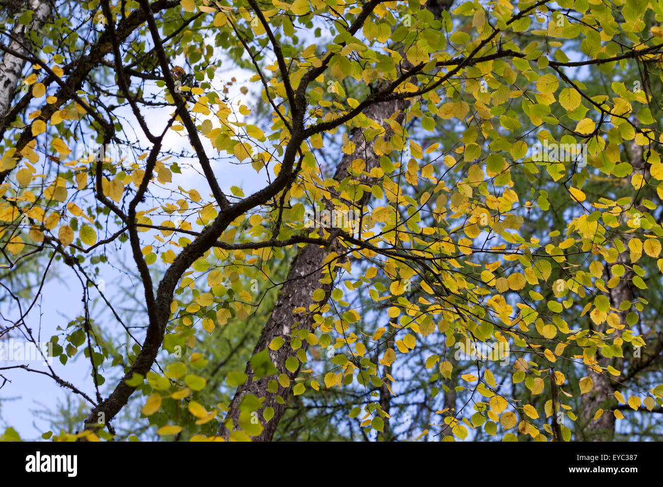 Aspen Trees, Whitefish State Park, Montana Stock Photo Alamy