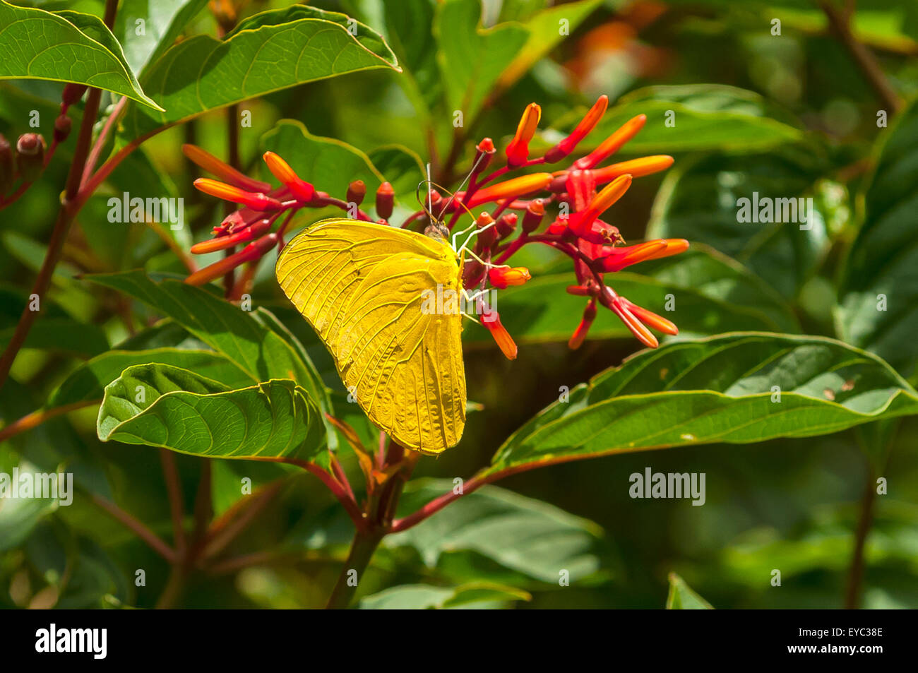 Eurema dina Butterfly, Monteverde, Costa Rica Stock Photo