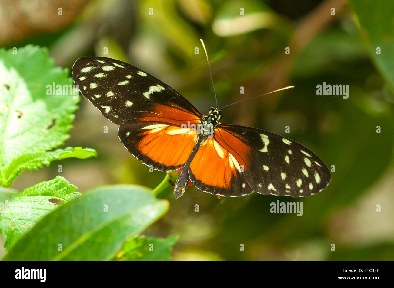 Heliconius hecale, Tiger Longwing Butterfly, Monteverde, Costa Rica Stock Photo