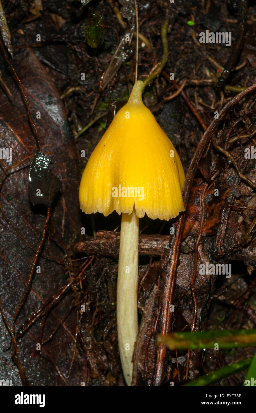 Entoloma murrayi, Yellow Unicorn Fungus, Monteverde, Costa Rica Stock Photo