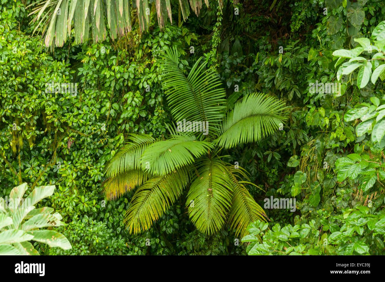 Rainforest canopy hi-res stock photography and images - Alamy