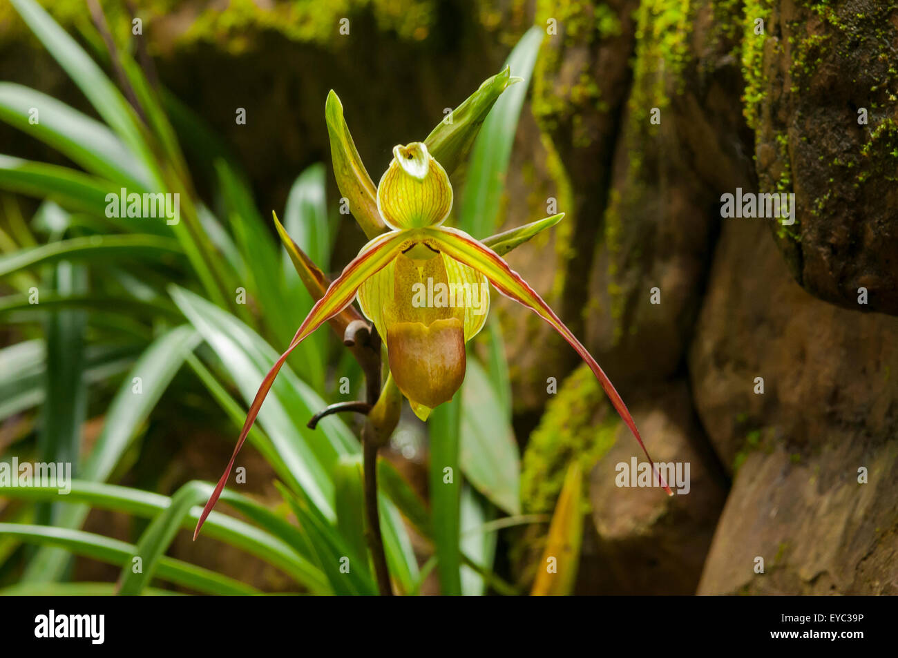Phragmipedium peurcei, Lady's Slipper Orchid, La Paz Water Gardens, Costa Rica Stock Photo