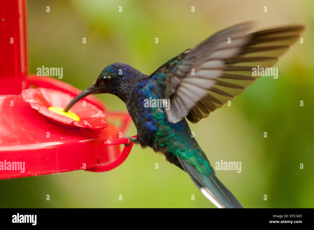 Violet Sabrewing Hummingbird, La Paz Waterfall Gardens, Costa Rica Stock Photo