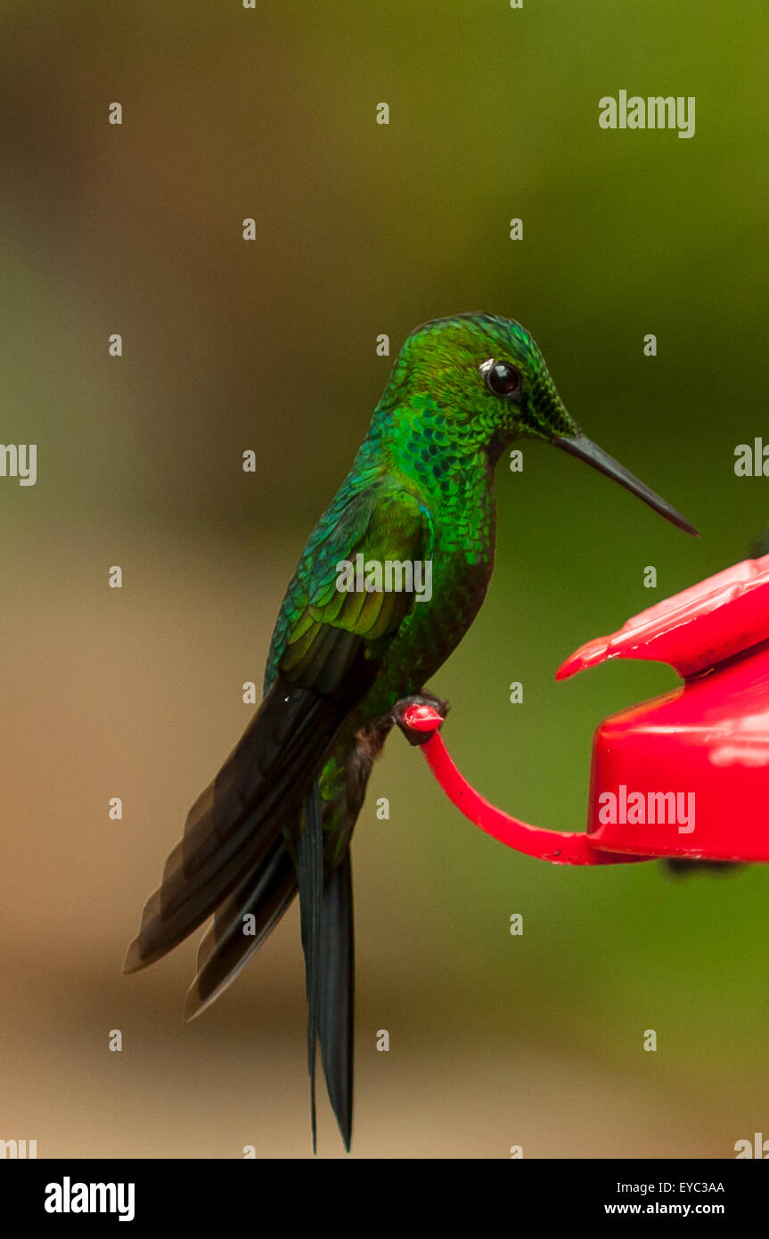 Green-breasted Mango Hummingbird, La Paz Waterfall Gardens, Costa Rica Stock Photo