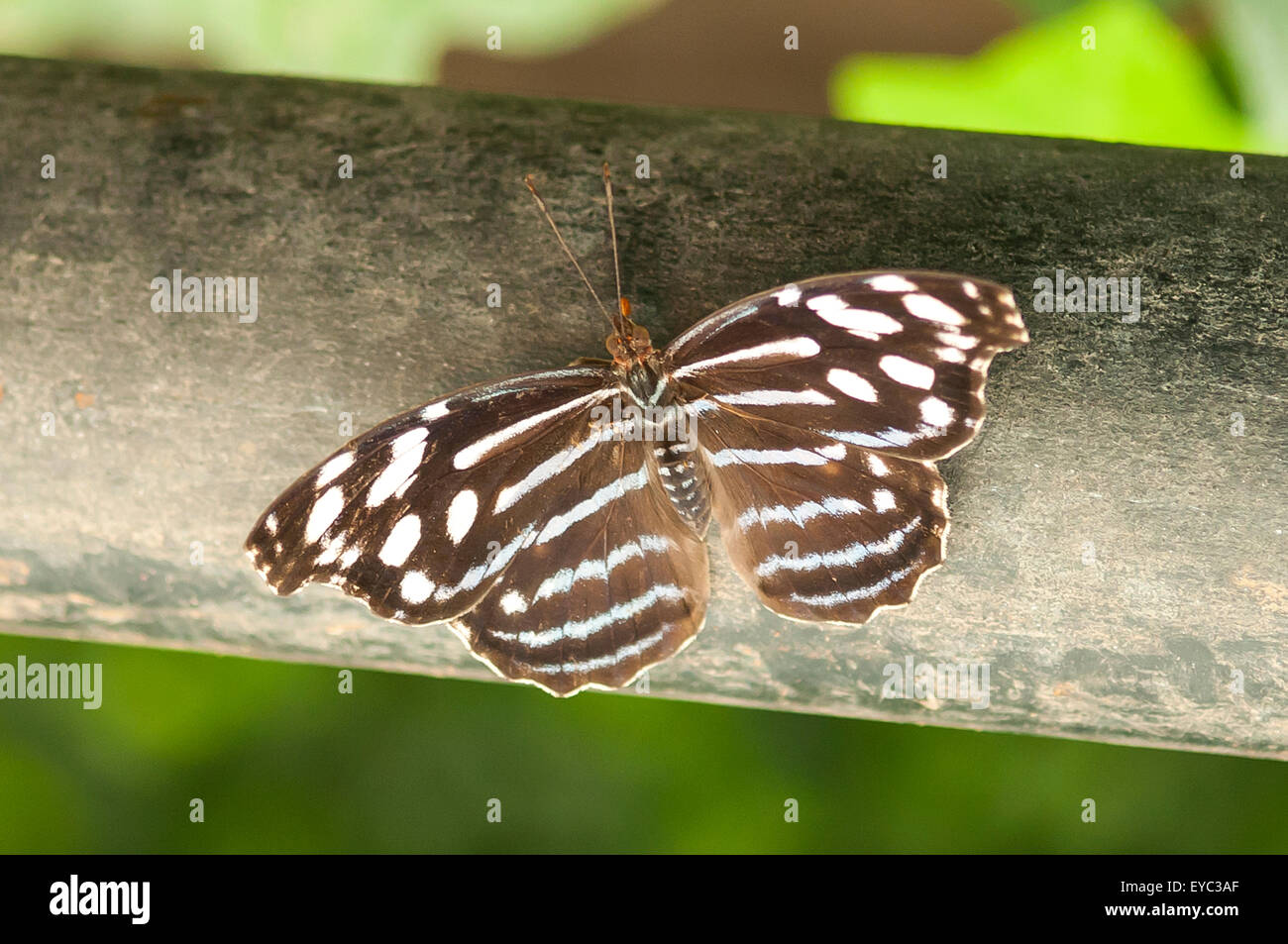 Myscelia ethusa, Mexican Bluewing Butterfly, La Paz Waterfall Gardens, Costa Rica Stock Photo