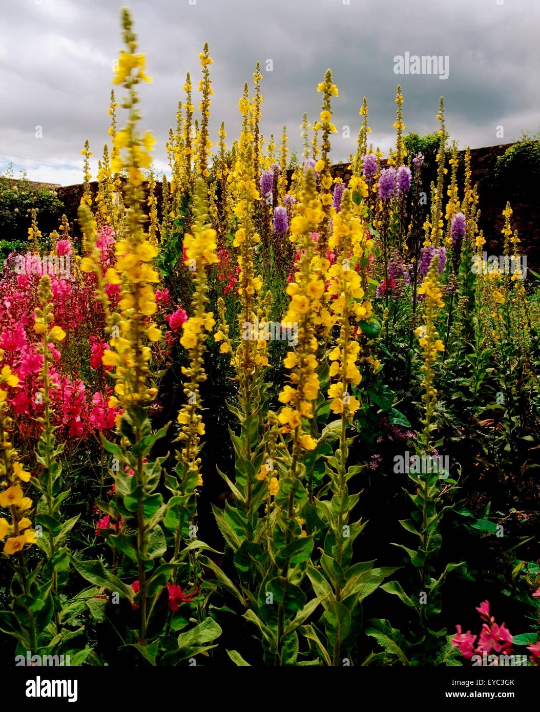 Ardsallagh House, Co Tipperary, Ireland; Verbascum Part Of A Herbaceous Border In The Walled Garden During Summer Stock Photo
