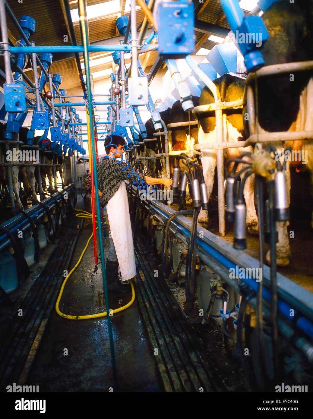 Young Man Milking Cows In Milking Shed; Dairy Production Stock Photo