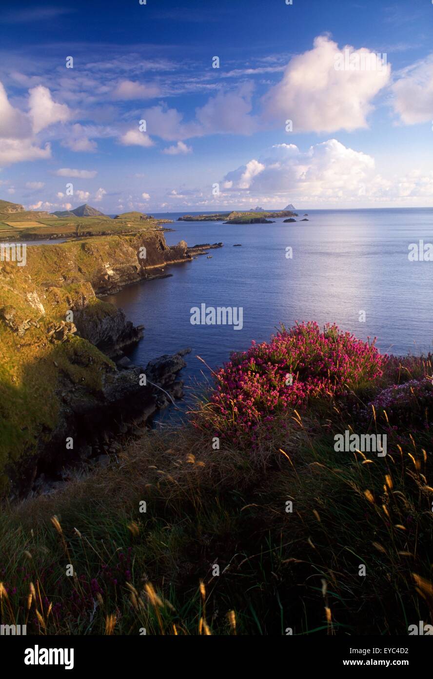 Foilhomurrin Bay, Valentia Island, County Kerry, Ireland; Island