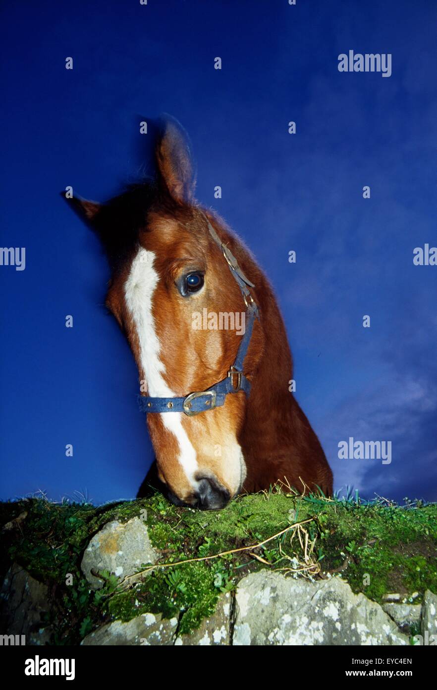 Ardmore, Ireland; Horse Nibbling On Stone Wall Stock Photo Alamy