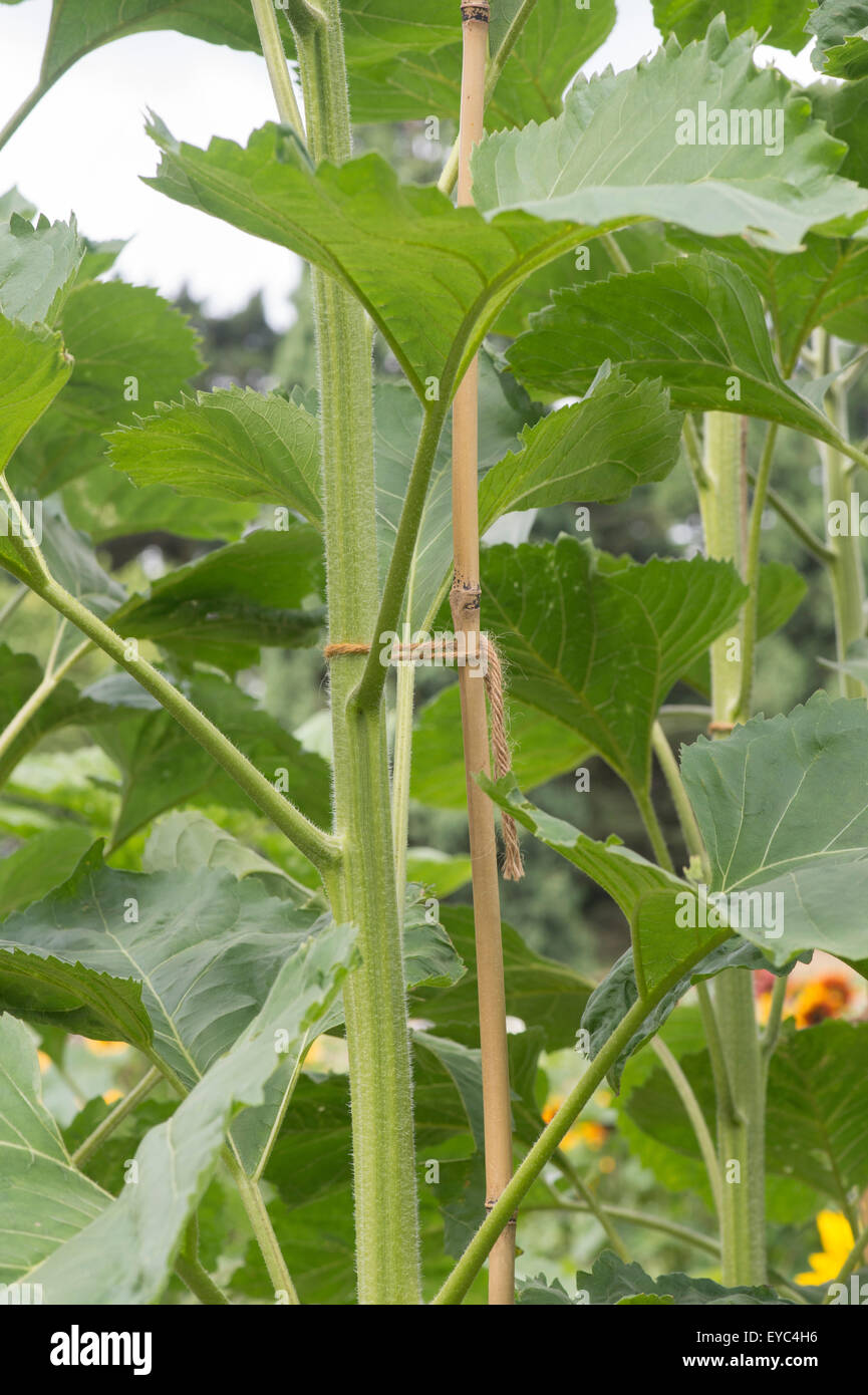 Helianthus annuus. Bamboo cane supporting Sunflower stem Stock Photo