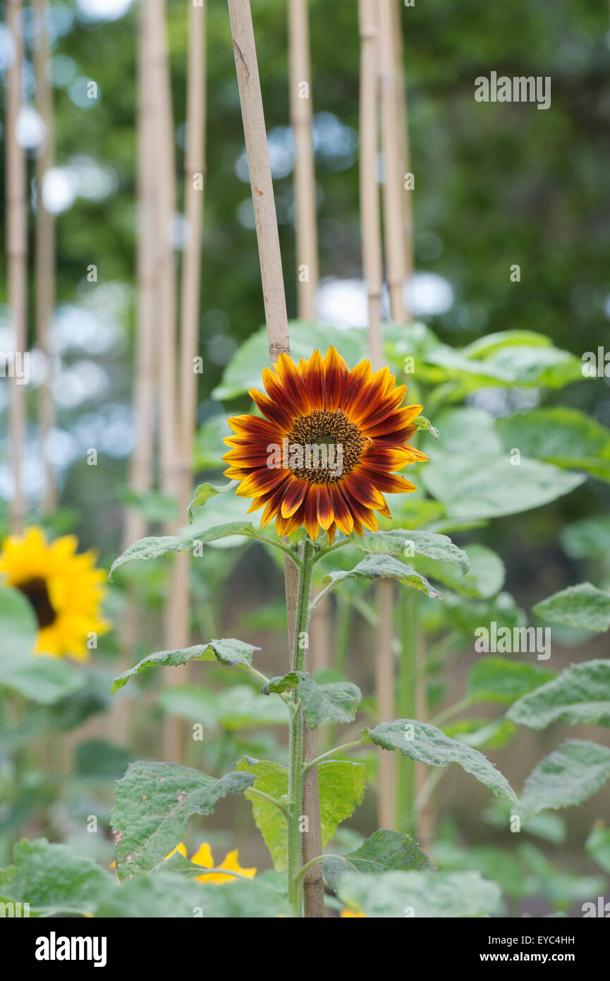 Helianthus annuus. Bamboo cane supporting Sunflower ’Little Becka’ Stock Photo