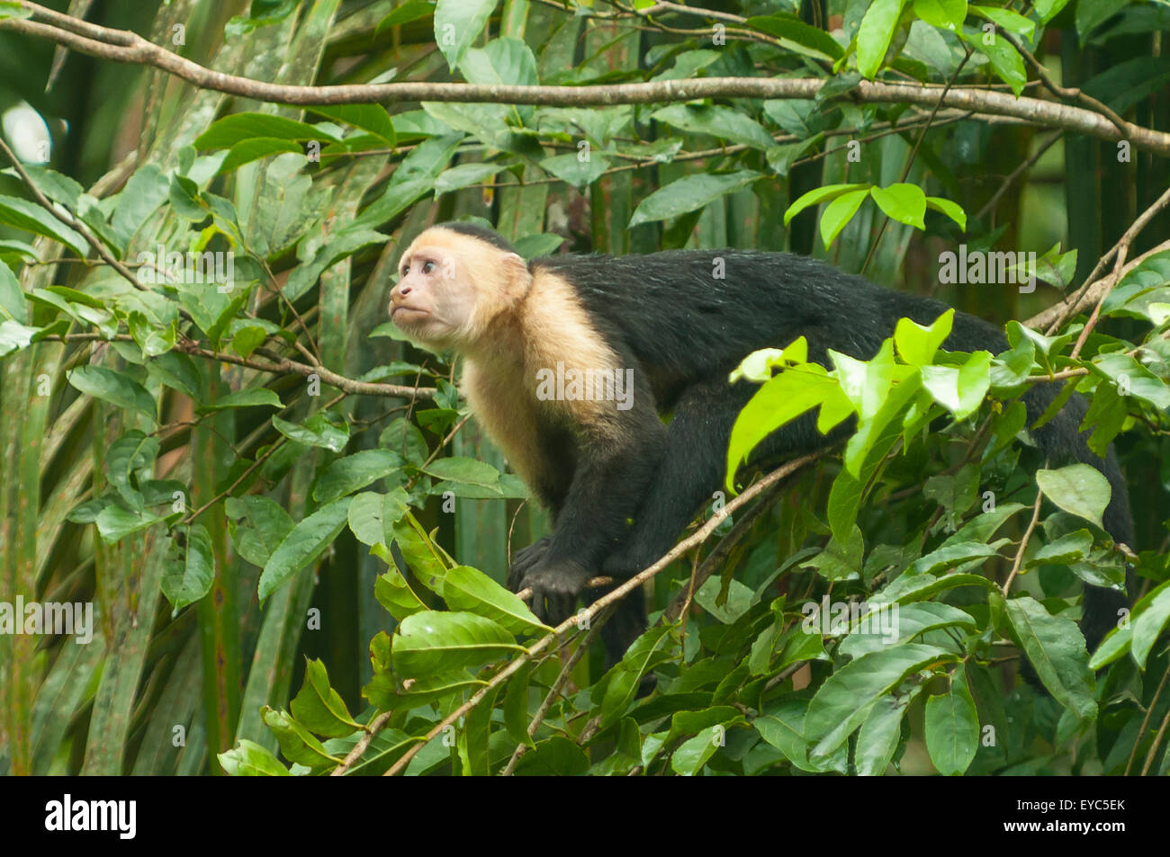 Cebus albifrons, White-faced Capuchin Monkey, Tortuguero, Costa Rica Stock Photo
