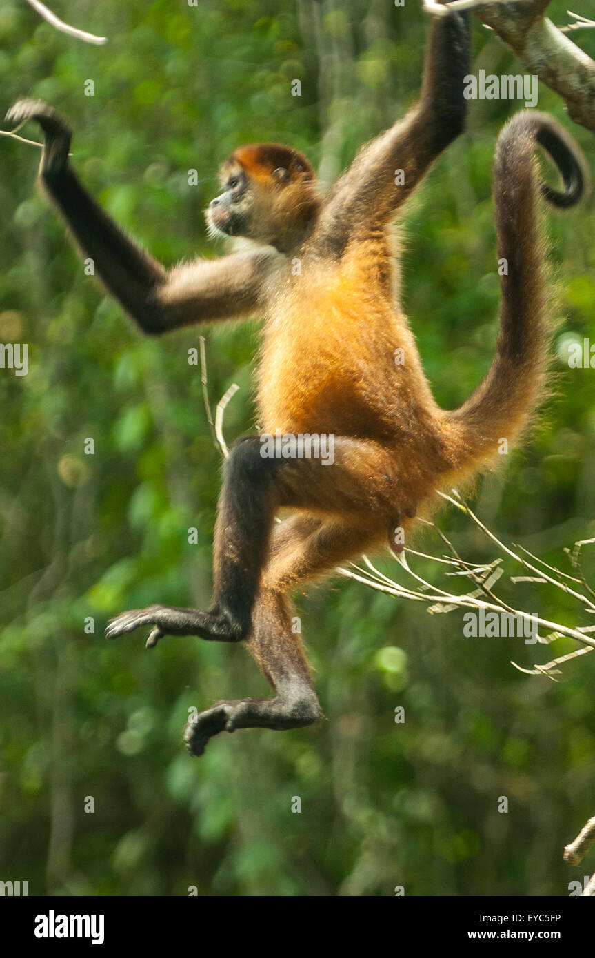 Spider Monkey, Tortuguero, Costa Rica Stock Photo