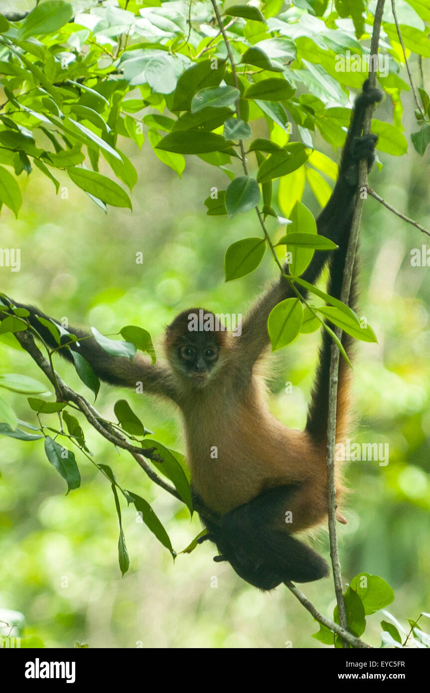 Spider Monkey, Tortuguero, Costa Rica Stock Photo - Alamy