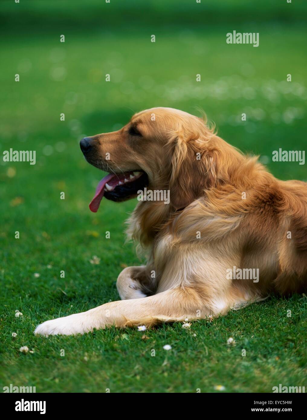 Golden Retriever; Dog Laying In The Grass Stock Photo - Alamy