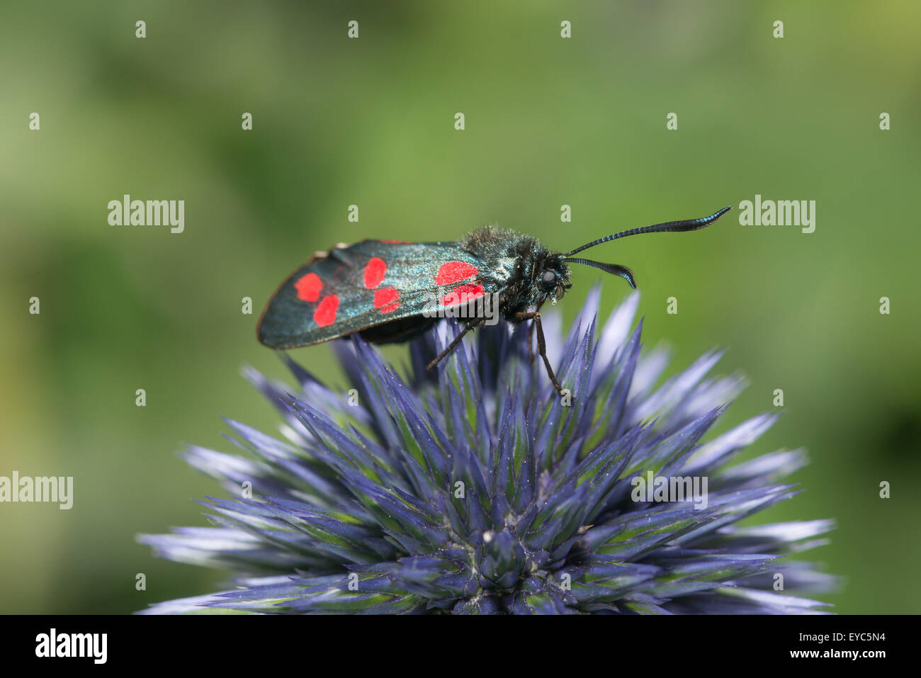 Day flying poisonous six 6 spotted Burnet in need of conservation pollinating and drinking nectar on globe thistle Stock Photo