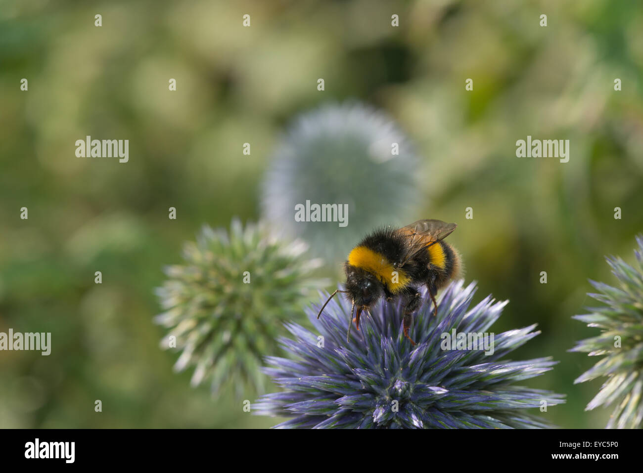Buff tipped worker bumblebee pollinating and drinking nectar on globe thistle with long proboscis transferring pollen Stock Photo
