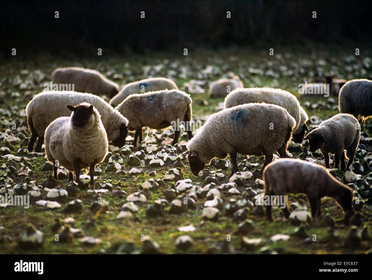 Sheep Feeding On Turnips; Livestock Eating Stock Photo Alamy