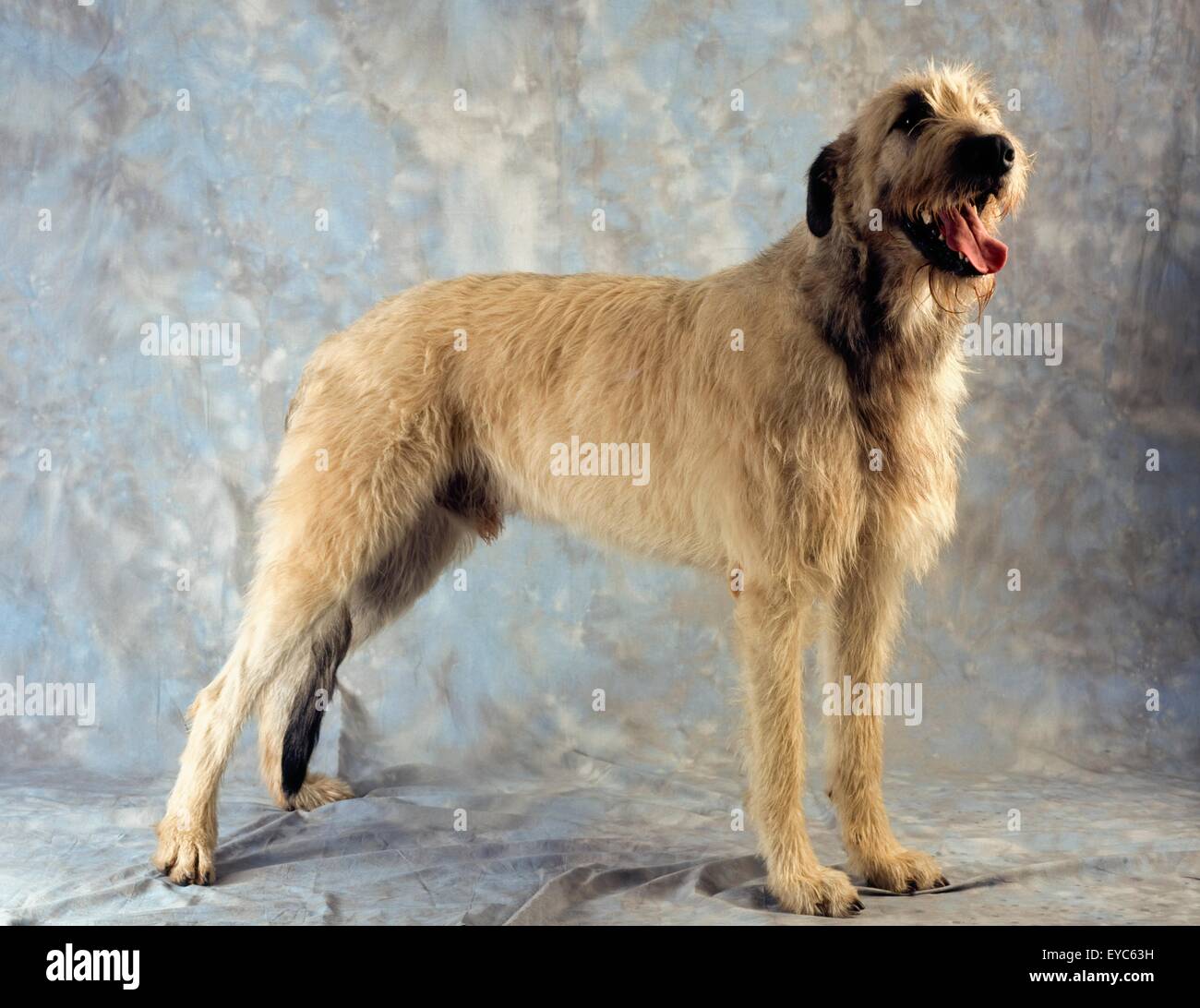 Irish Wolfhound; Portrait Of A Dog Stock Photo