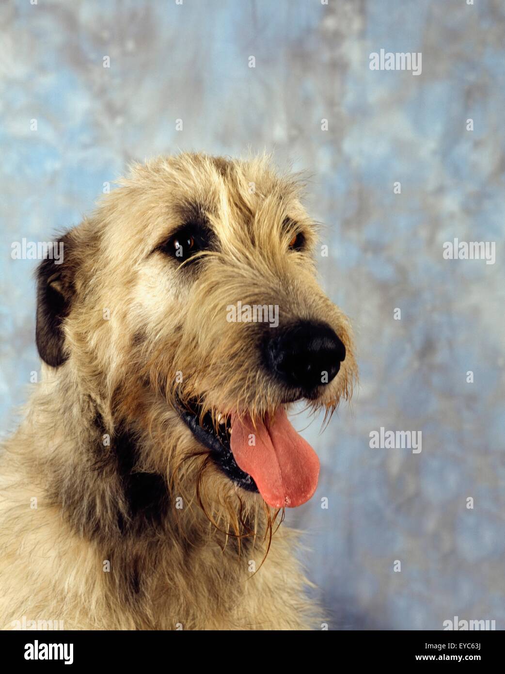 Irish Wolfhound; Portrait Of A Dog Stock Photo